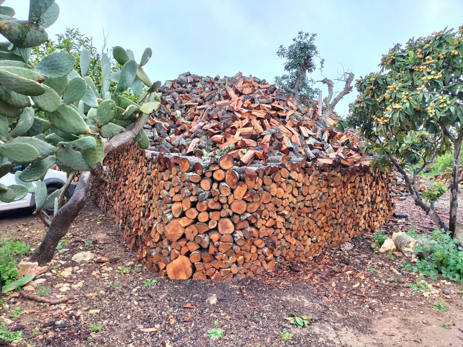 Trockenes Brennholz für den Kamin auf Mallorca