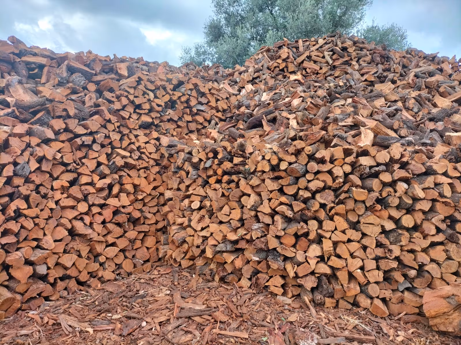 Leña de almendro apilada, lista para chimenea